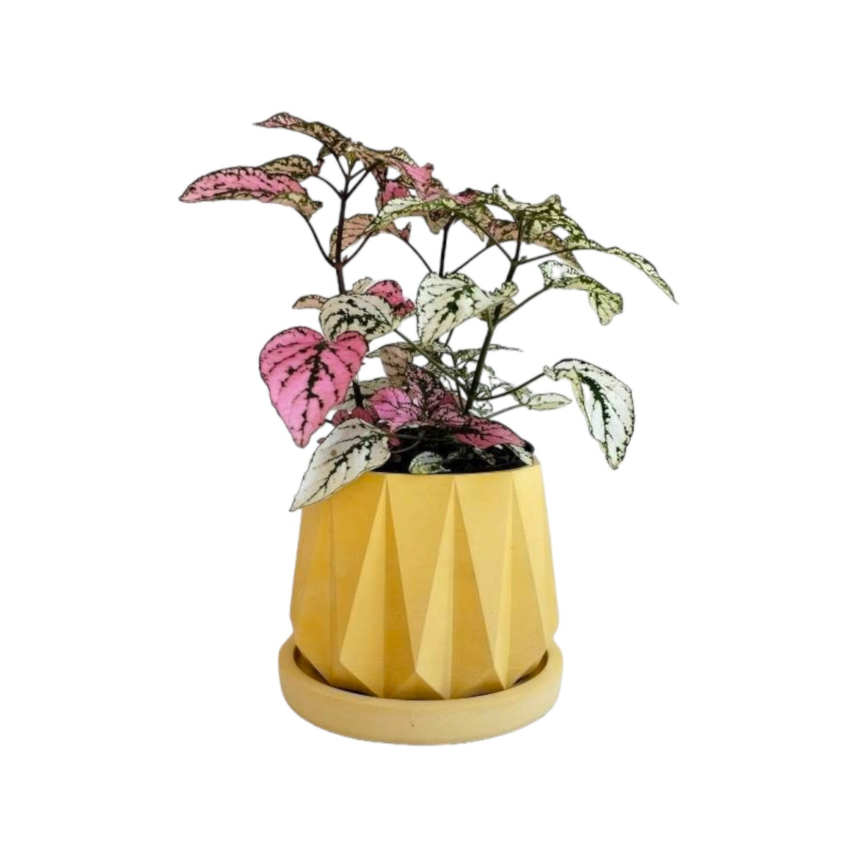 Matera de mesa Lirio Amarillo 10x2cm de Cemento Circular de 0.2 Litros - Jardineria | Bylmo