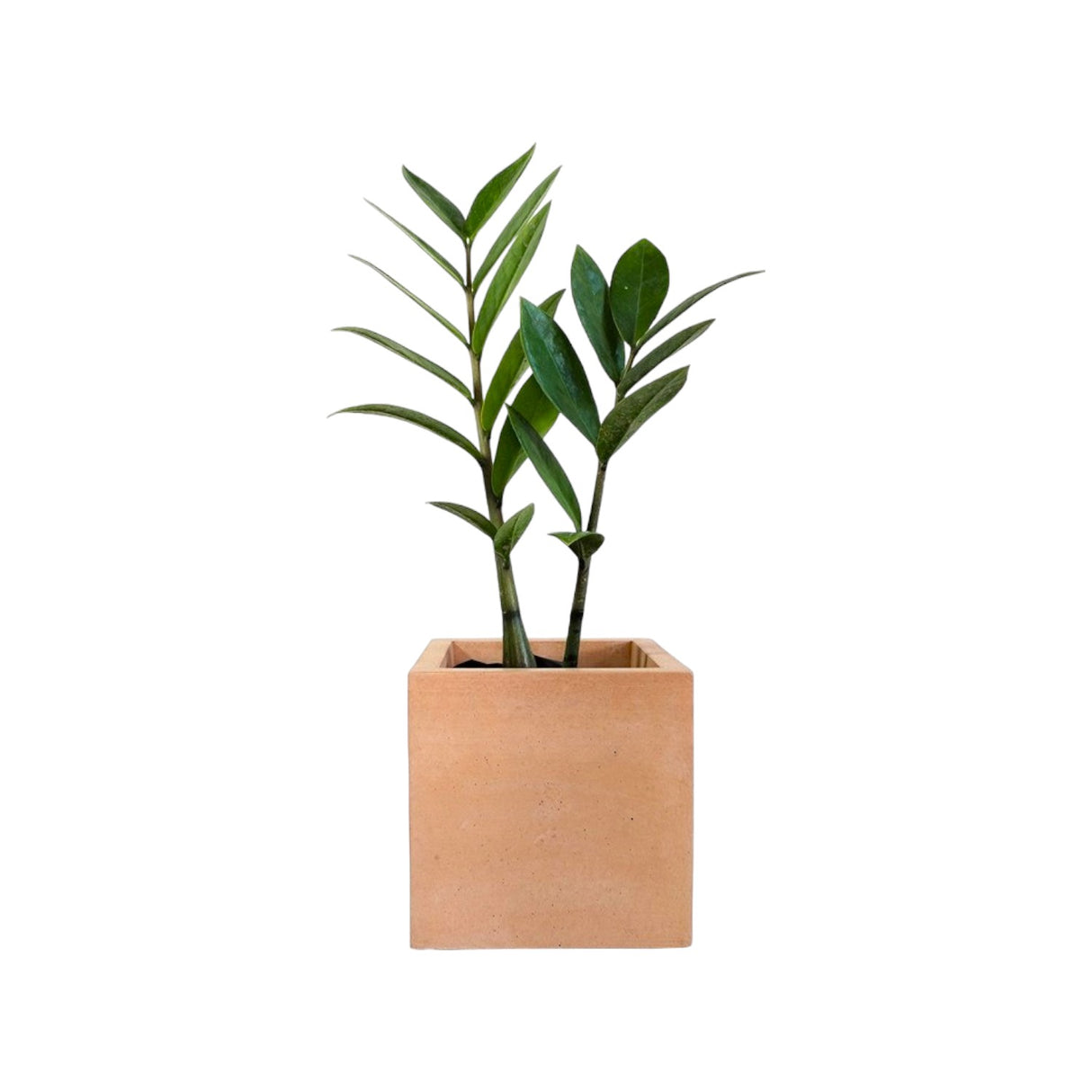 Matera de mesa Eloisa Petty Café 12x12cm de Cemento Cuadrado de 1.7 Litros - Jardineria | Bylmo