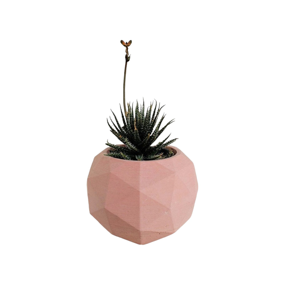 Matera de mesa Laia Palo de Rosa 7x8cm de Cemento Circular de 0.3 Litros - Jardineria | Bylmo