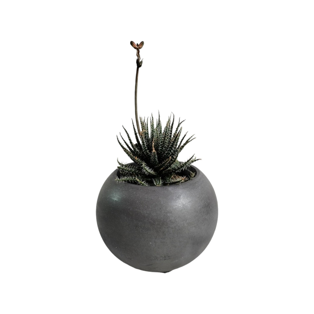 Matera de mesa Luna Gris Oscuro 6x7cm de Cemento Circular de 0.2 Litros - Jardineria | Bylmo