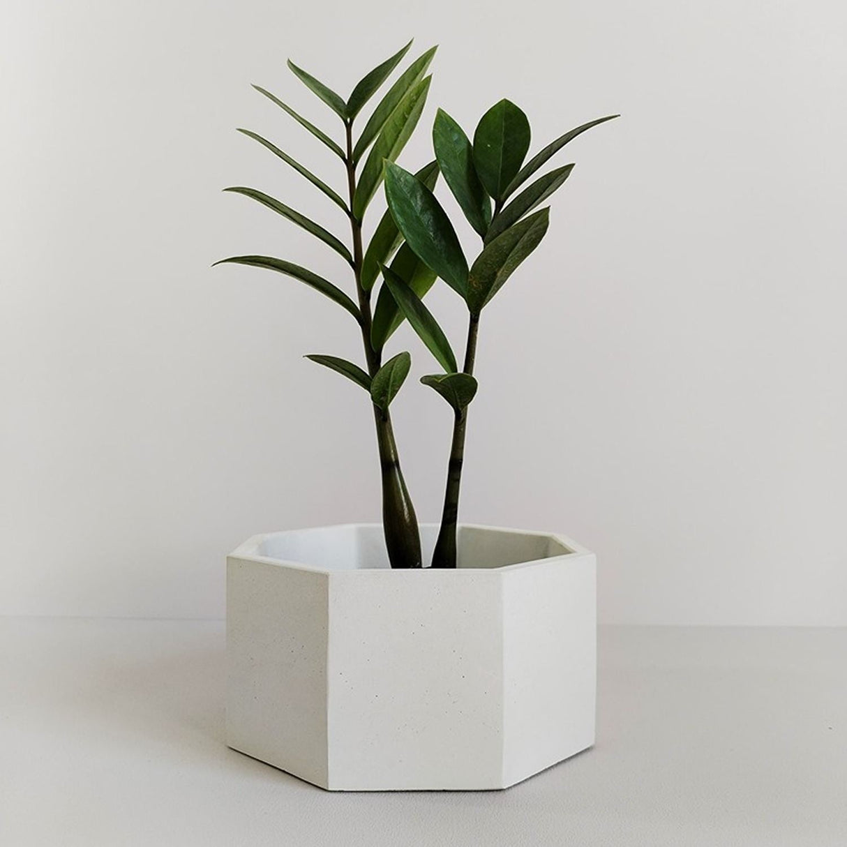 Matera de mesa Terrario Blanco 18x9cm de Cemento Octagonal de 3.5 Litros - Jardineria | Bylmo