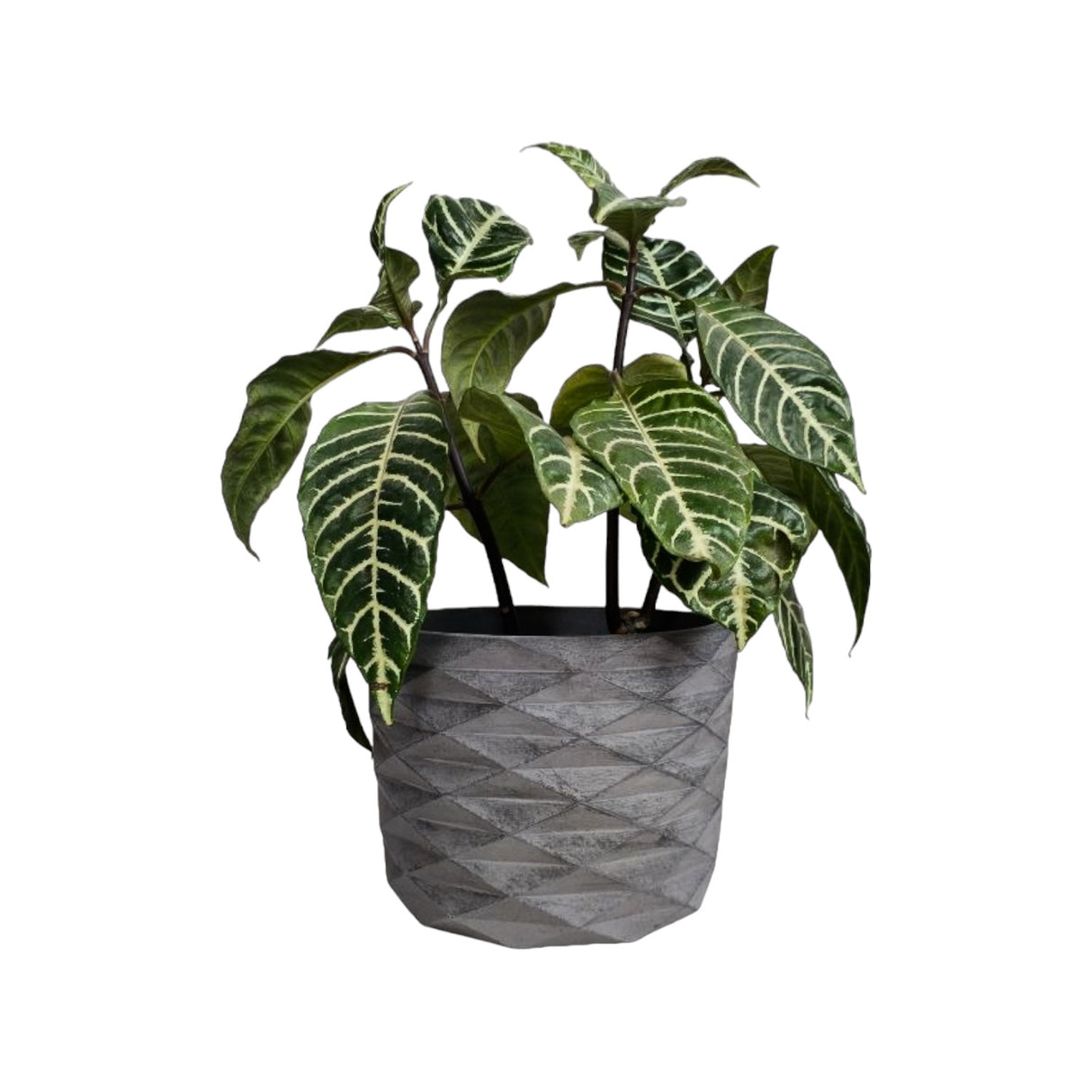 Matera de mesa Carlota Gris Oscuro 19x15cm de Cemento Circular de 4.3 Litros - Jardineria | Bylmo