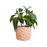 Matera de mesa Carlota Palo de Rosa 19x15cm de Cemento Circular de 4.3 Litros - Jardineria | Bylmo