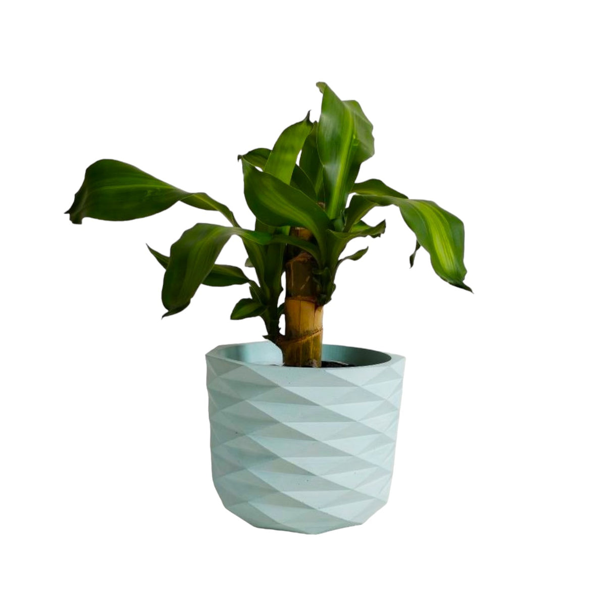 Matera de mesa Carlota Petty Aguamarina 15x13cm de Cemento Circular de 2.3 Litros - Jardineria | Bylmo