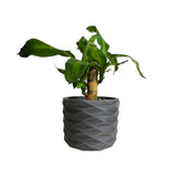 Matera de mesa Carlota Petty Gris Oscuro 15x12.5cm de Cemento Circular de 2.2 Litros - Jardineria | Bylmo