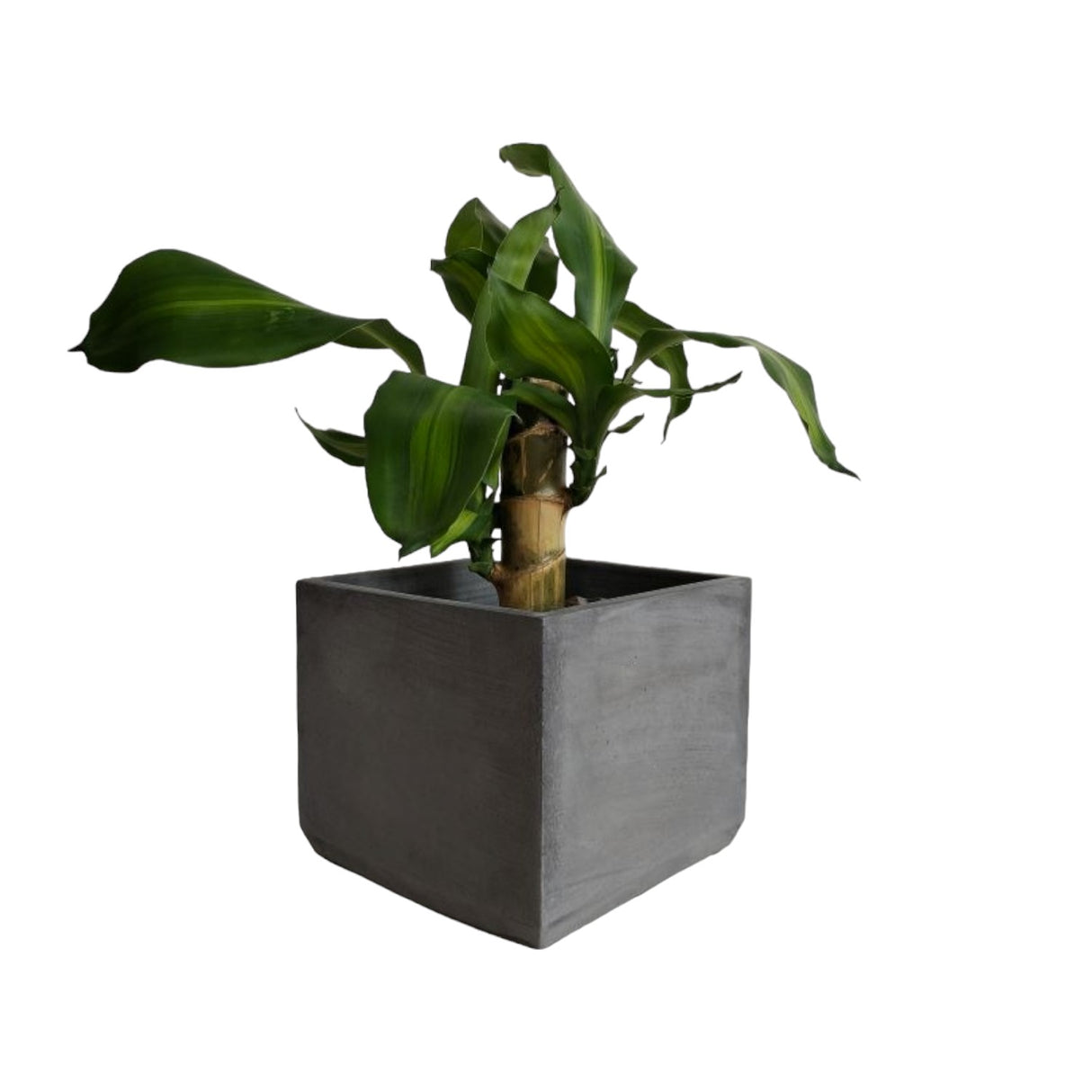 Matera de mesa Eloisa Gris Oscuro 15x15cm de Cemento Cuadrado de 3.4 Litros - Jardineria | Bylmo