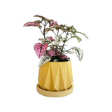 Matera de mesa Lirio Amarillo 10x2cm de Cemento Circular de 0.2 Litros - Jardineria | Bylmo