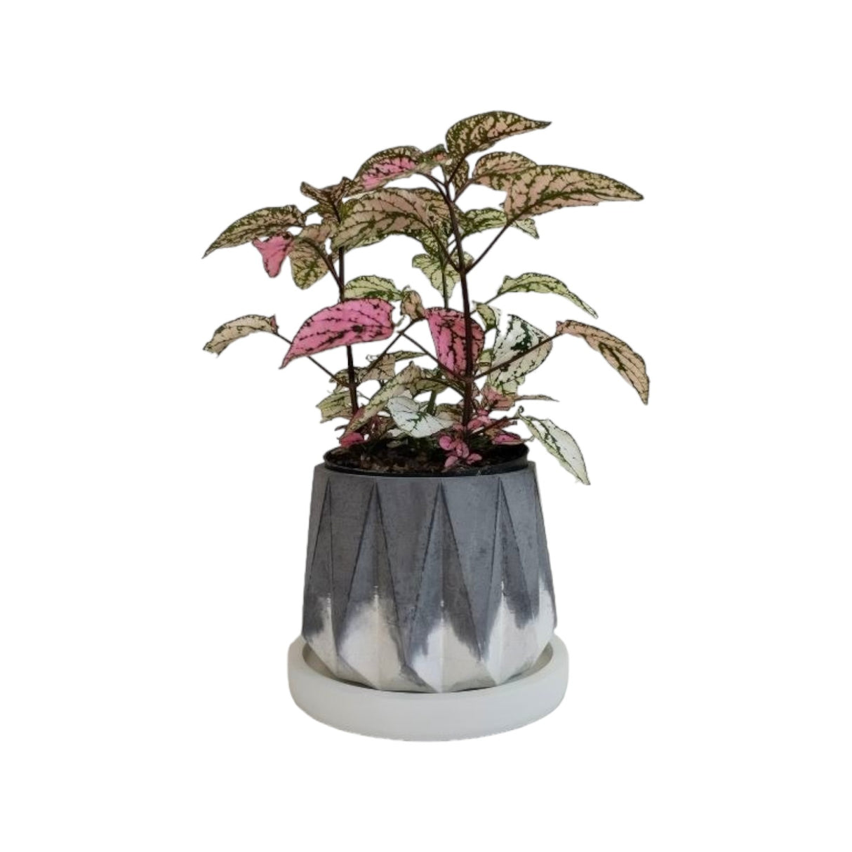 Matera de mesa Lirio Negro y Blanco 10x2cm de Cemento Circular de 0.2 Litros - Jardineria | Bylmo