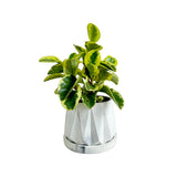 Matera de mesa Lirio Mármol Negro 10x2cm de Cemento Circular de 0.2 Litros - Jardineria | Bylmo