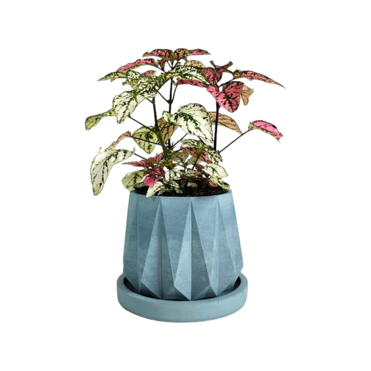 Matera de mesa Lirio Azul Petróleo 10x2cm de Cemento Circular de 0.2 Litros - Jardineria | Bylmo