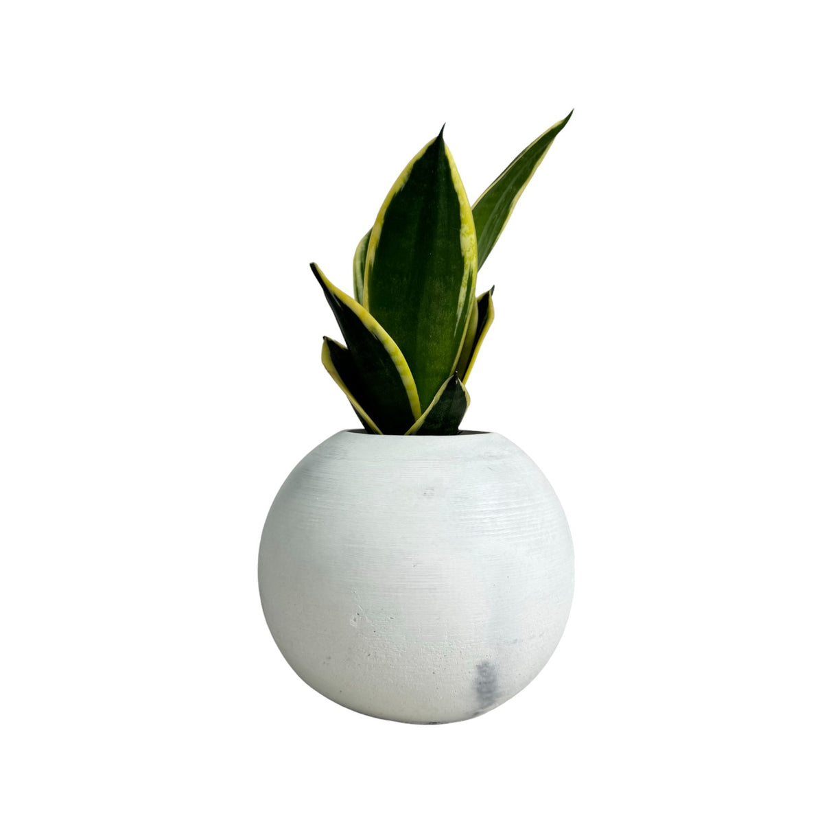Matera de mesa Luna Mármol Negro 12x12cm de Cemento Circular de 1.4 Litros - Jardineria | Bylmo