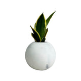 Matera de mesa Luna Mármol Negro 12x12cm de Cemento Circular de 1.4 Litros - Jardineria | Bylmo
