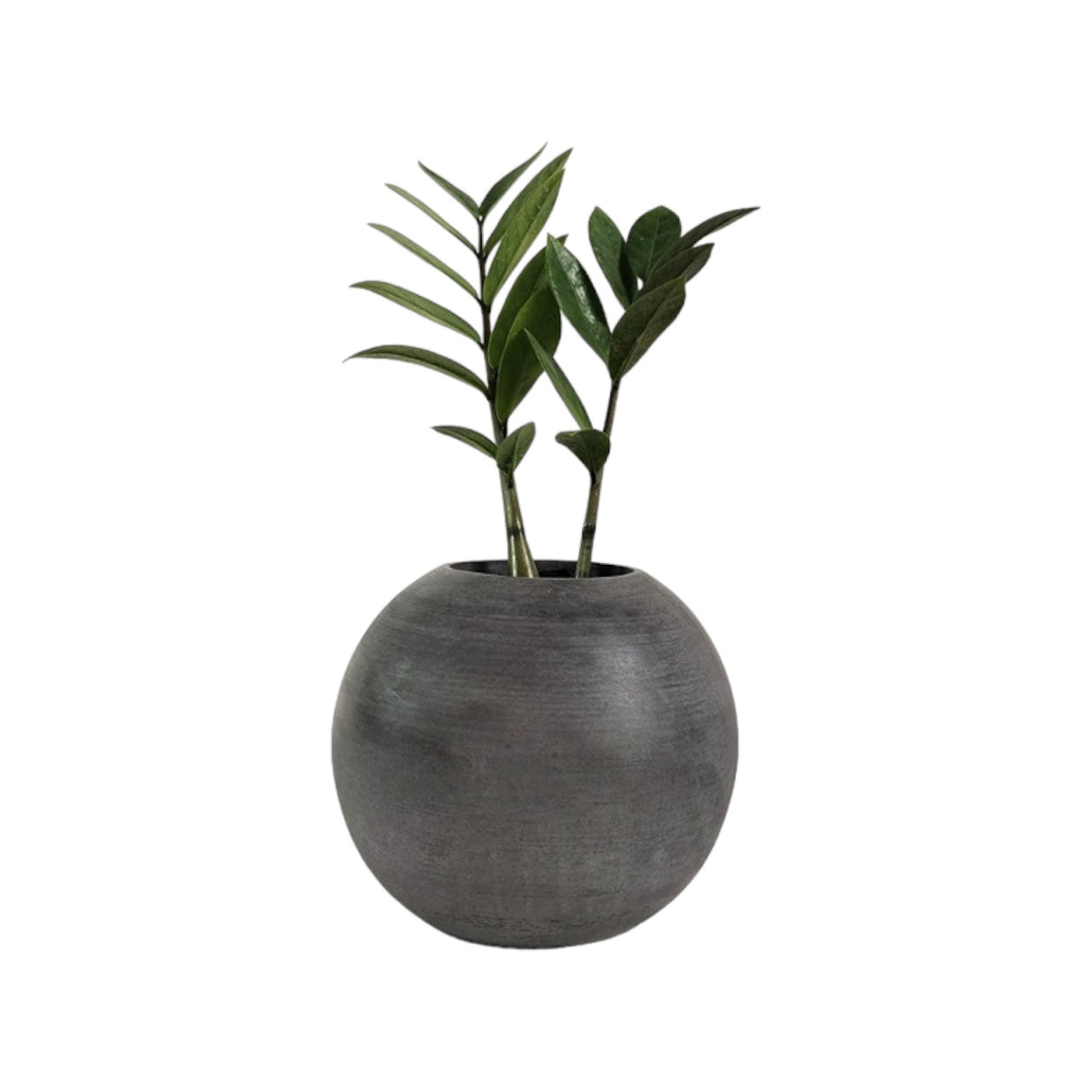 Matera de mesa Luna Gris Oscuro 12x12cm de Cemento Circular de 1.4 Litros - Jardineria | Bylmo
