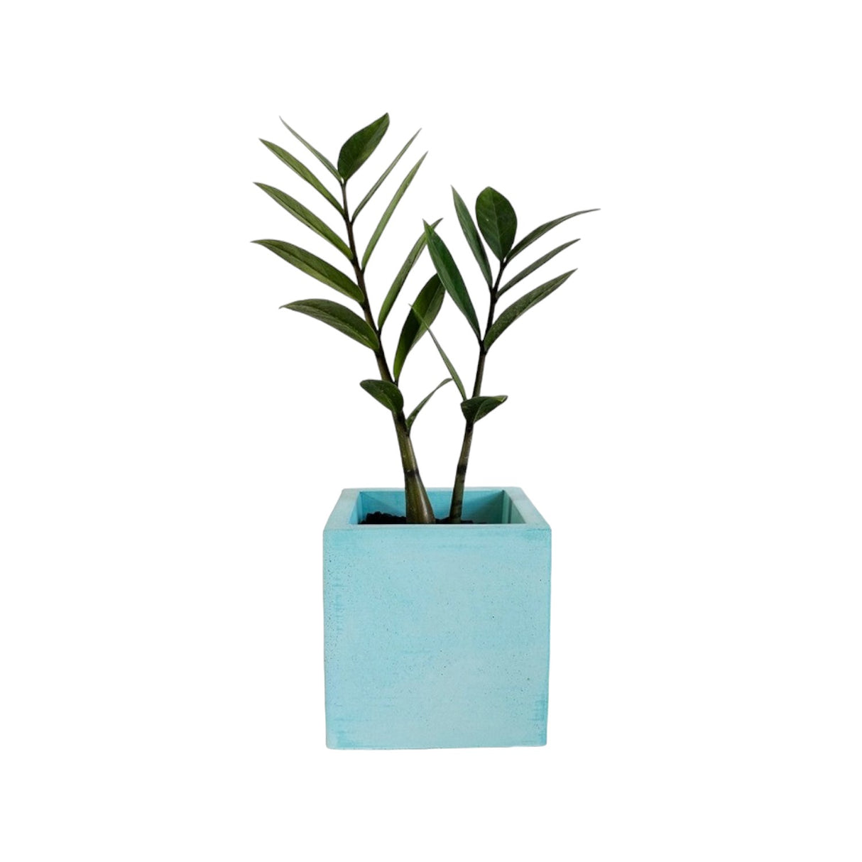 Matera de mesa Eloisa Petty Aguamarina 12x12cm de Cemento Cuadrado de 1.7 Litros - Jardineria | Bylmo