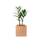Matera de mesa Eloisa Petty Café 12x12cm de Cemento Cuadrado de 1.7 Litros - Jardineria | Bylmo