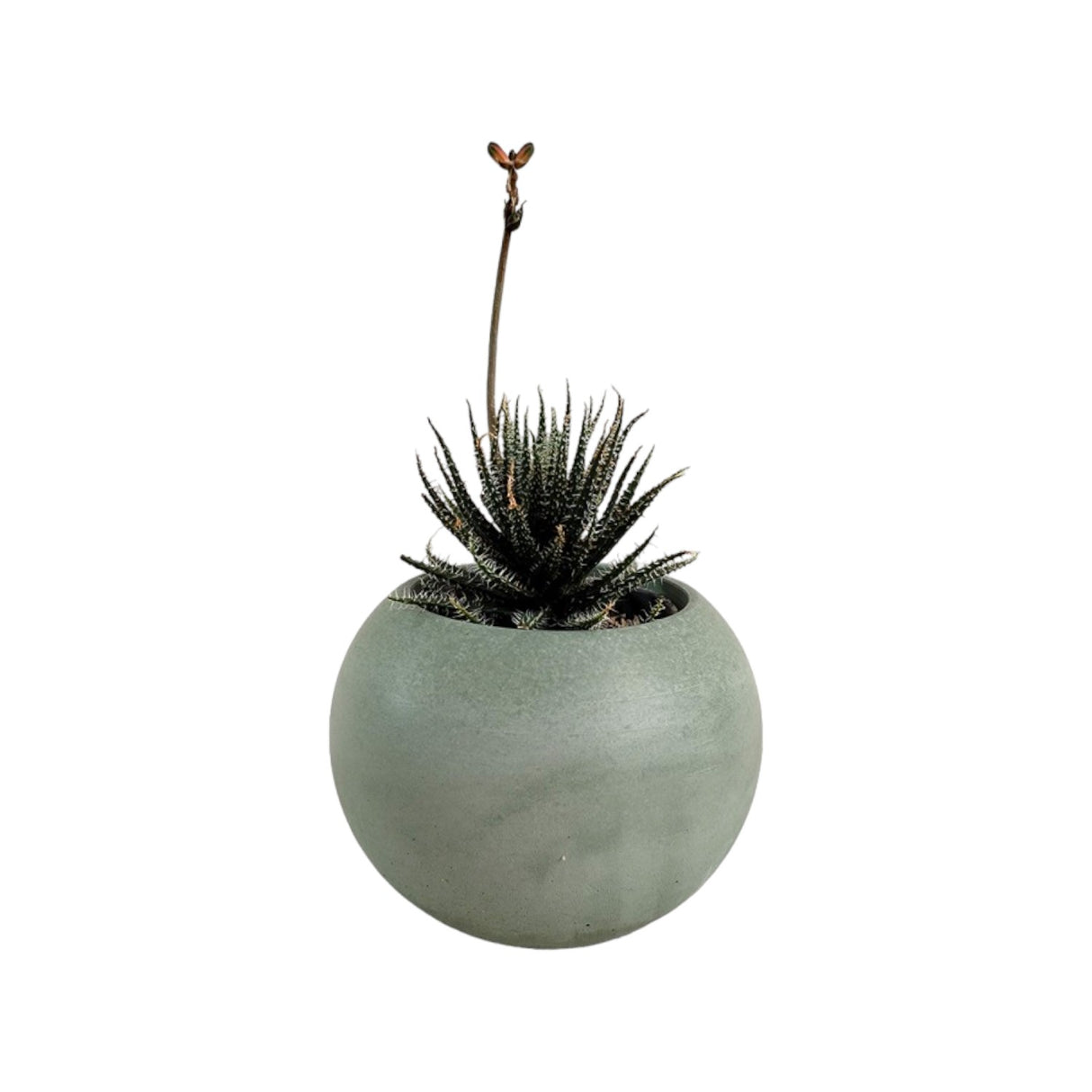 Matera de mesa Luna Verde Oliva 6x7cm de Cemento Circular de 0.2 Litros - Jardineria | Bylmo