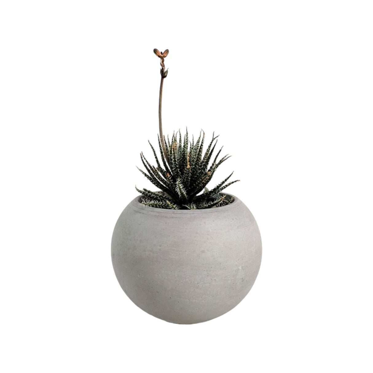 Matera de mesa Luna Gris 6x7cm de Cemento Circular de 0.2 Litros - Jardineria | Bylmo