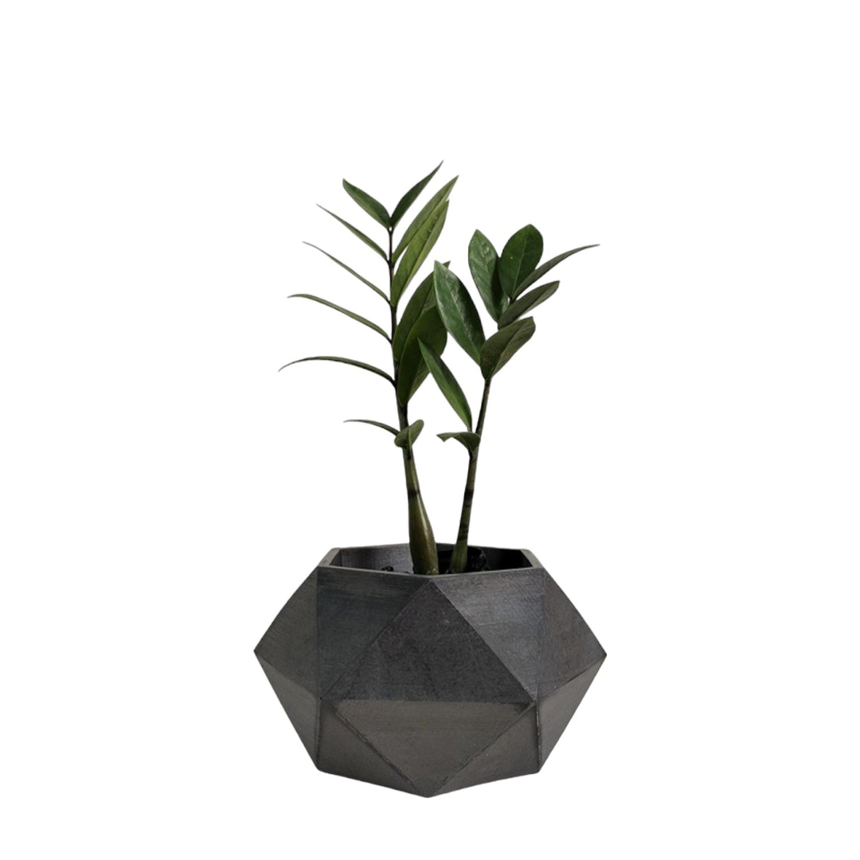 Matera de mesa Adara Gris Oscuro 18x11cm de Cemento Hexagonal de 2.3 Litros - Jardineria | Bylmo