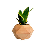 Matera de mesa Mediana Adara Terracota 18x10.5cm Hexagonal - MATERAS Y MACETAS | Bylmo
