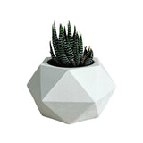 Matera de mesa Pequeña Adara Petty Blanco 11x6.5cm Hexagonal - MATERAS Y MACETAS | Bylmo