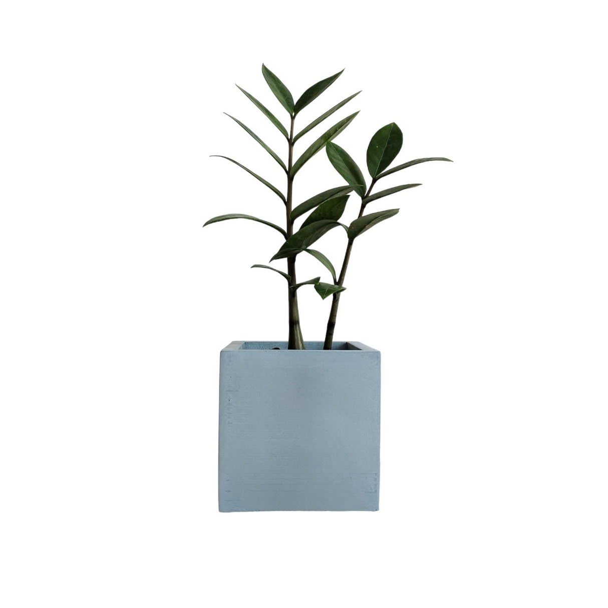 Matera de mesa Pequeña Eloisa Petty Azul Petróleo 10x10cm Cuadrada - MATERAS Y MACETAS | Bylmo