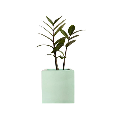 Matera de mesa Pequeña Eloisa Petty Menta 10x10cm Cuadrada - MATERAS Y MACETAS | Bylmo