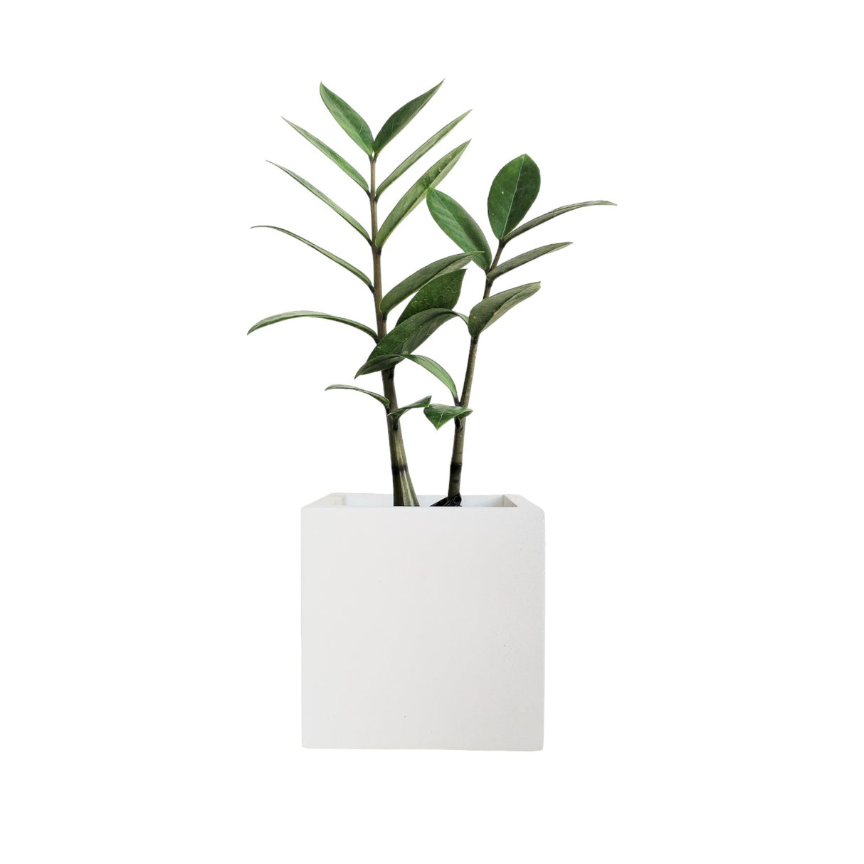 Matera de mesa Pequeña Eloisa Petty Blanco 10x10cm Cuadrada - MATERAS Y MACETAS | Bylmo
