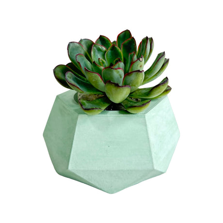 Matera de mesa Pequeña Jade Menta 14x6.5cm Hexagonal - MATERAS Y MACETAS | Bylmo