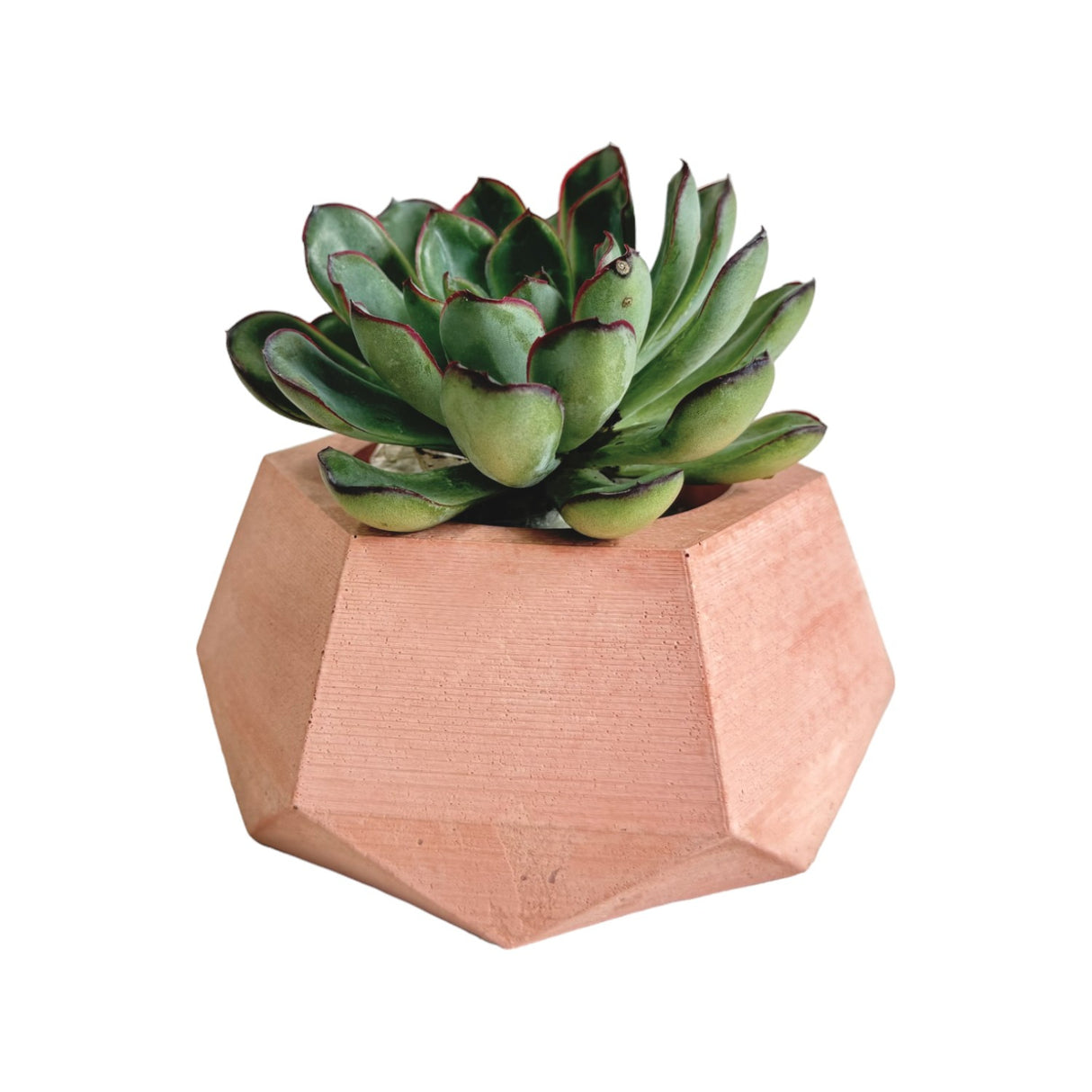 Matera de mesa Pequeña Jade Palo de Rosa 14x6.5cm Hexagonal - MATERAS Y MACETAS | Bylmo
