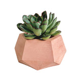 Matera de mesa Pequeña Jade Palo de Rosa 14x6.5cm Hexagonal - MATERAS Y MACETAS | Bylmo