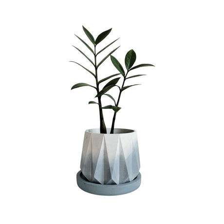 Matera de mesa Mediana Lirio Azul y Blanco 11x10cm Cónica - MATERAS Y MACETAS | Bylmo
