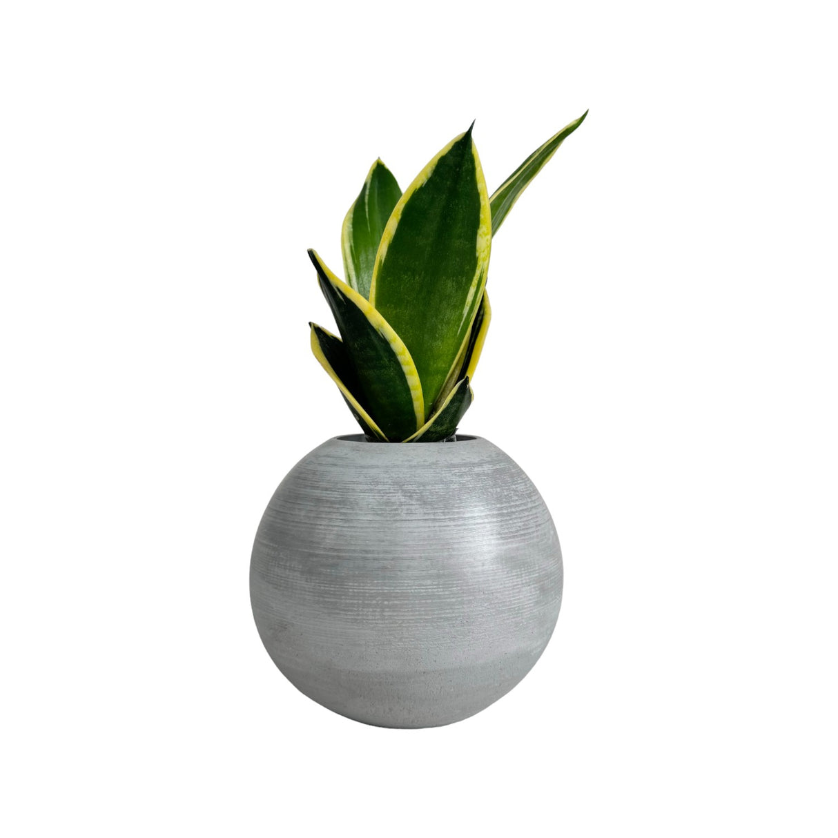 Matera de mesa Mediana Luna Gris 15x13cm Cónica - MATERAS Y MACETAS | Bylmo