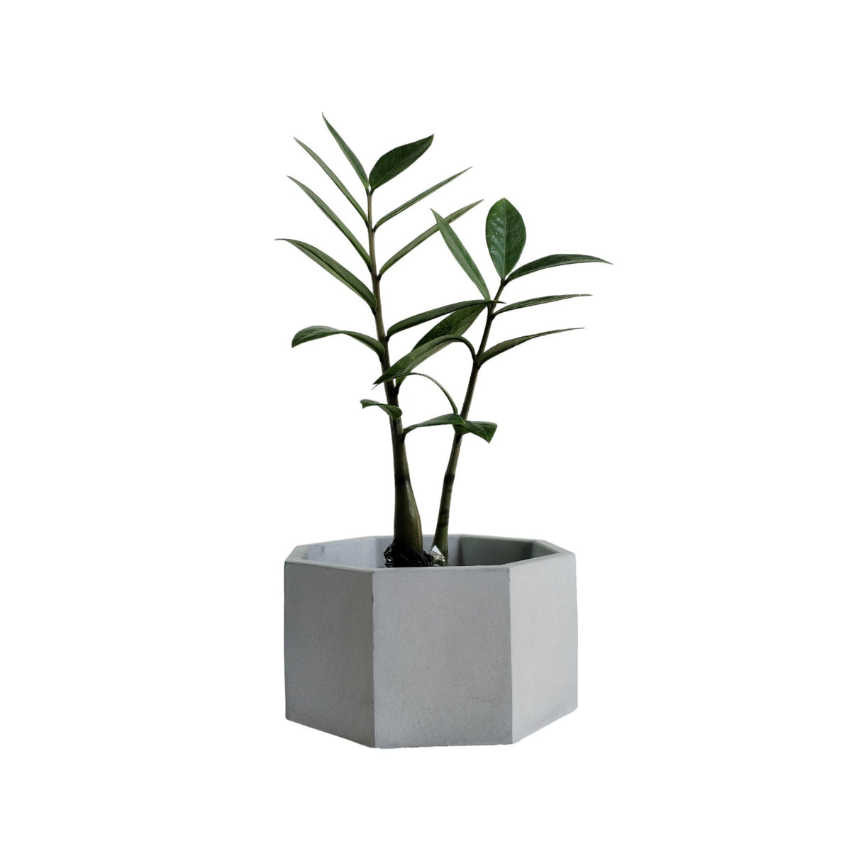 Matera de mesa Mediana Terrario Gris 18x8.5cm Hexagonal - MATERAS Y MACETAS | Bylmo