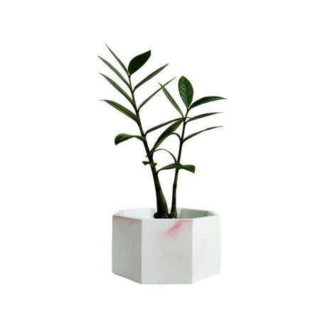 Matera de mesa Mediana Terrario Mármol rosa 18x8.5cm Hexagonal - MATERAS Y MACETAS | Bylmo