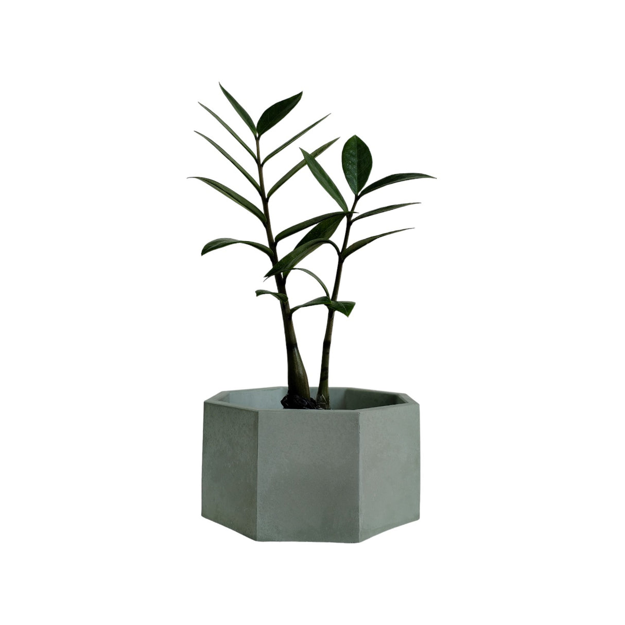 Matera de mesa Mediana Terrario Verde Oliva 18x8.5cm Hexagonal - MATERAS Y MACETAS | Bylmo