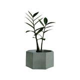 Matera de mesa Mediana Terrario Verde Oliva 18x8.5cm Hexagonal - MATERAS Y MACETAS | Bylmo
