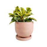 Matera de mesa Mediana María Palo de Rosa 14.5x13cm Cónica - MATERAS Y MACETAS | Bylmo
