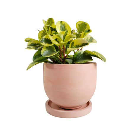 Matera de mesa Mediana María Palo de Rosa 14.5x13cm Cónica - MATERAS Y MACETAS | Bylmo