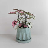 Matera de mesa Lirio Verde Oliva 10x2cm de Cemento Circular de 0.2 Litros - Jardineria | Bylmo