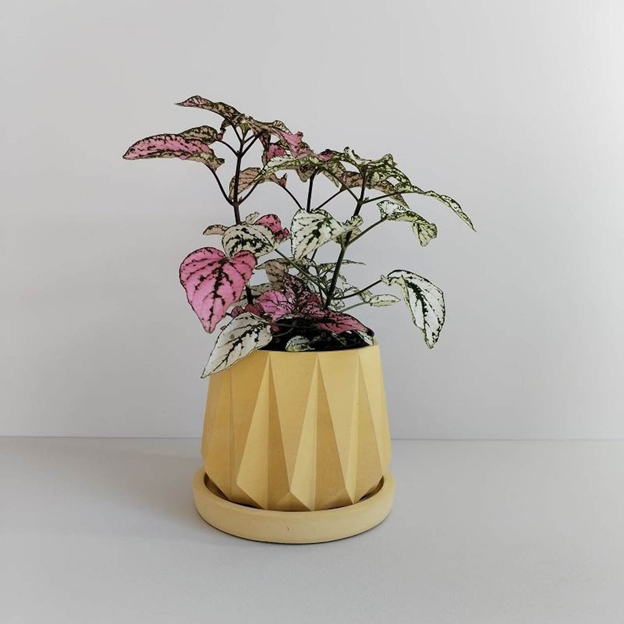 Matera de mesa Lirio Amarillo 10x2cm de Cemento Circular de 0.2 Litros - Jardineria | Bylmo