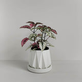Matera de mesa Lirio Blanco 10x1.5cm de Cemento Circular de 0.1 Litros - Jardineria | Bylmo