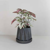 Matera de mesa Lirio Gris Oscuro 10x2cm de Cemento Circular de 0.2 Litros - Jardineria | Bylmo