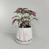 Matera de mesa Lirio Mármol Rosa 10x2cm de Cemento Circular de 0.2 Litros - Jardineria | Bylmo