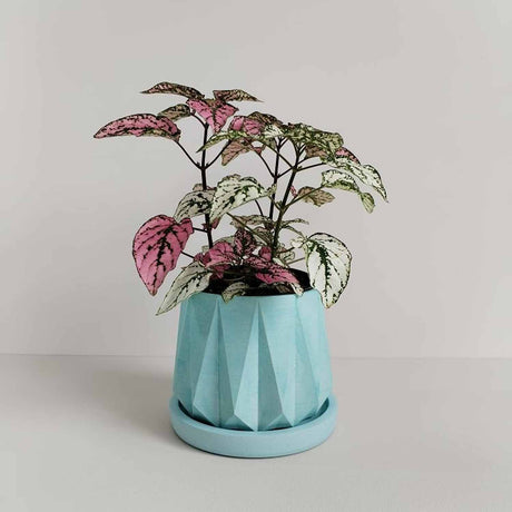 Matera de mesa Lirio Aguamarina 10x2cm de Cemento Circular de 0.2 Litros - Jardineria | Bylmo