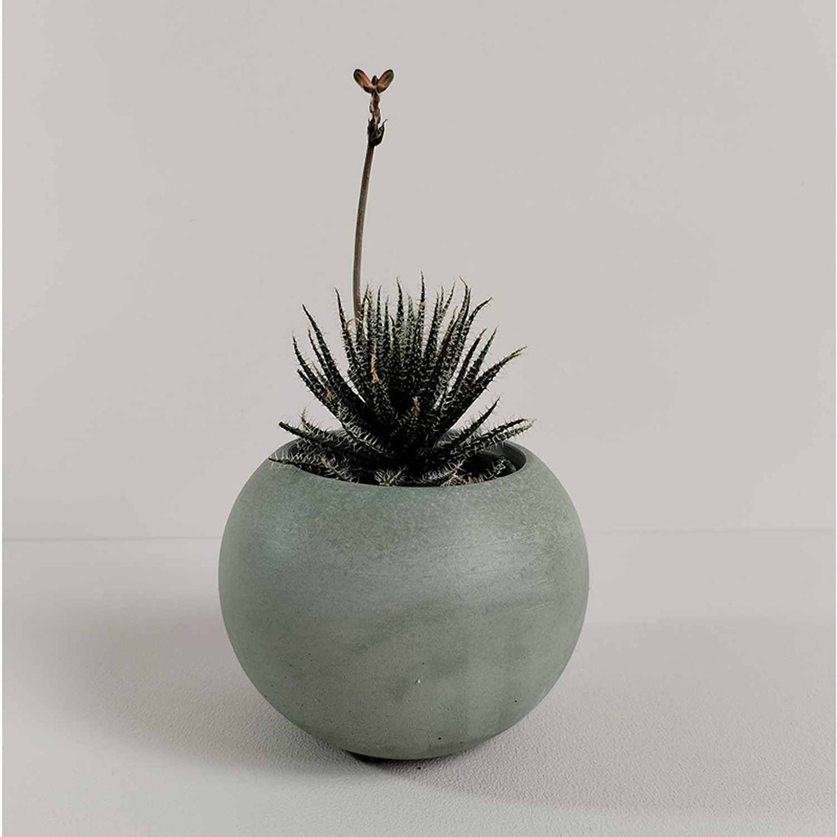 Matera de mesa Luna Verde Oliva 6x7cm de Cemento Circular de 0.2 Litros - Jardineria | Bylmo