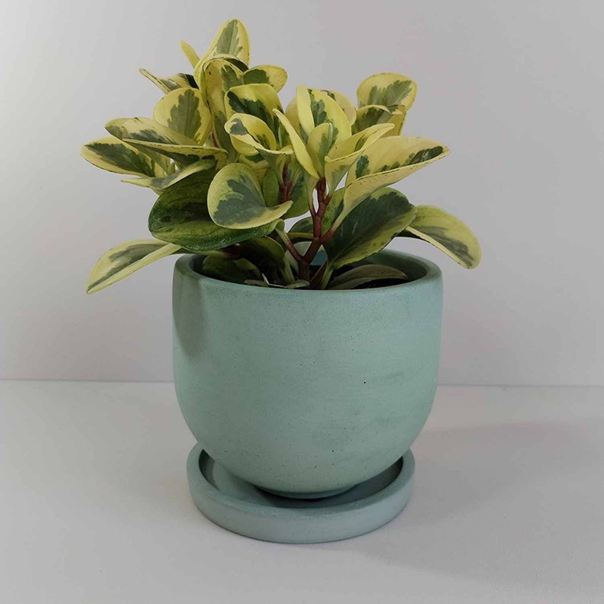 Matera de mesa María Verde Oliva 15x13cm de Cemento Circular de 2.3 Litros - Jardineria | Bylmo