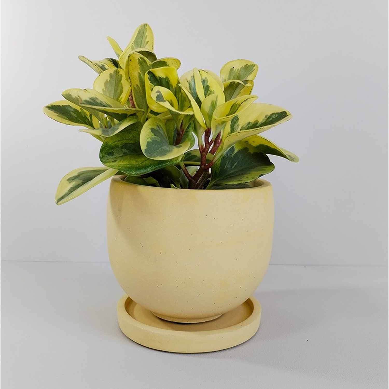 Matera de mesa María Amarillo 15x13cm de Cemento Circular de 2.3 Litros - Jardineria | Bylmo