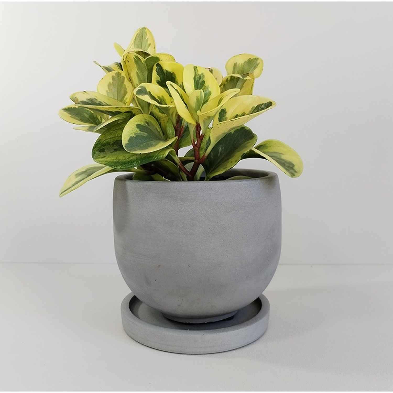 Matera de mesa María Gris 15x12.5cm de Cemento Circular de 2.2 Litros - Jardineria | Bylmo