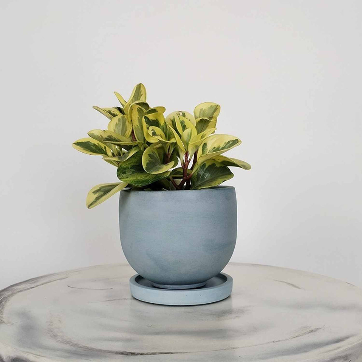 Matera de mesa María Azul Petróleo 15x13cm de Cemento Circular de 2.3 Litros - Jardineria | Bylmo
