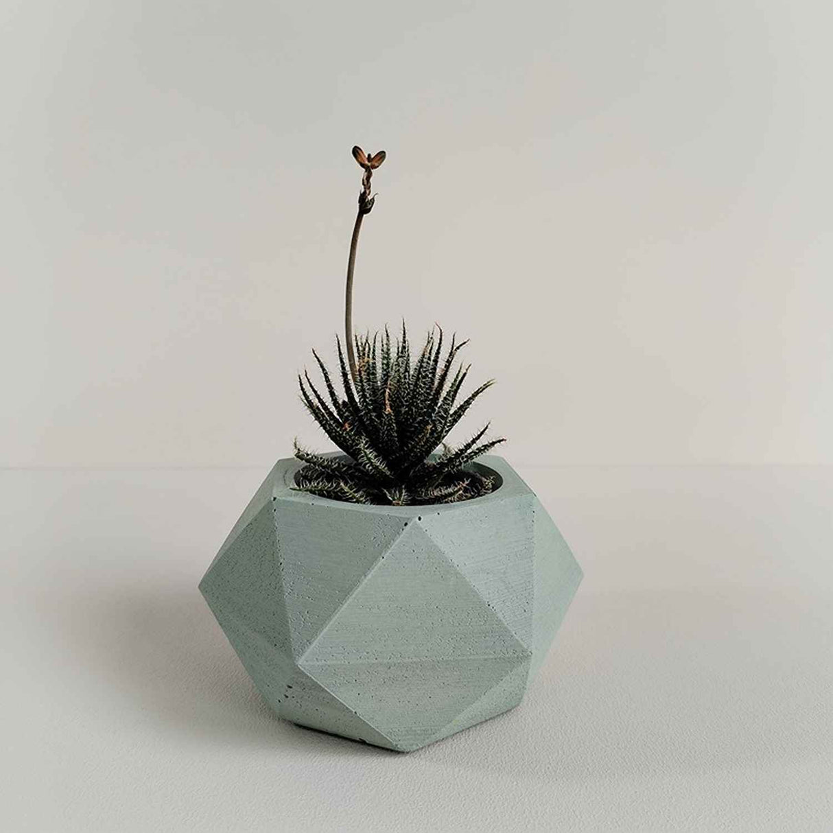 Matera de mesa Adara Petty Verde Oliva 7x7cm de Cemento Hexagonal de 0.2 Litros - Jardineria | Bylmo
